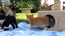 Animais de estimação engraçado e bonito que faz o divertimento - Gatos bonitos e cães Compilation