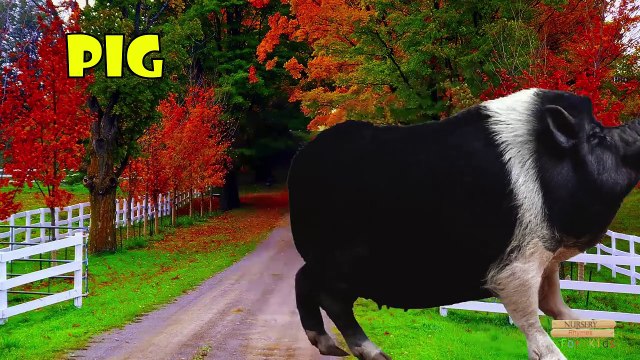 Farm animals Sounds for Children learning Videos | Farm animals Names for Kids Babies Children