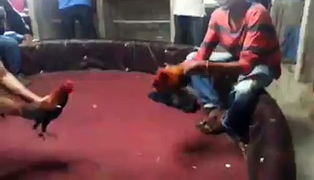Indio Joco De NUestro Hermano Danny Caba, Hijo Del Imbriding.