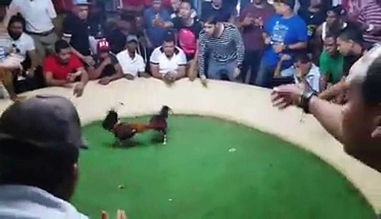 Cinta Blanca Apodado Navaja, De Nuestro Hermano Danny Caba!