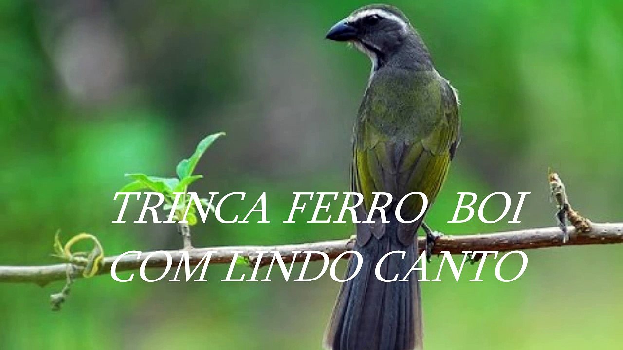 TRINCA FERRO  BOI  (COM LINDO CANTO)