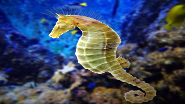 25 MAIORES CURIOSIDADES DO MUNDO EPISODIO 5