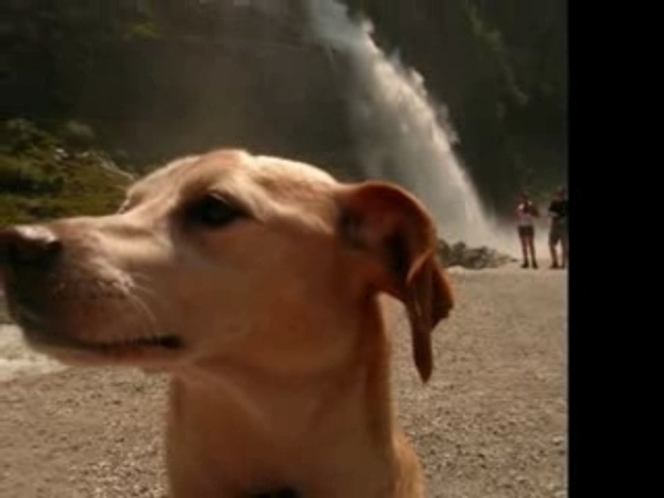 Une vie de chien