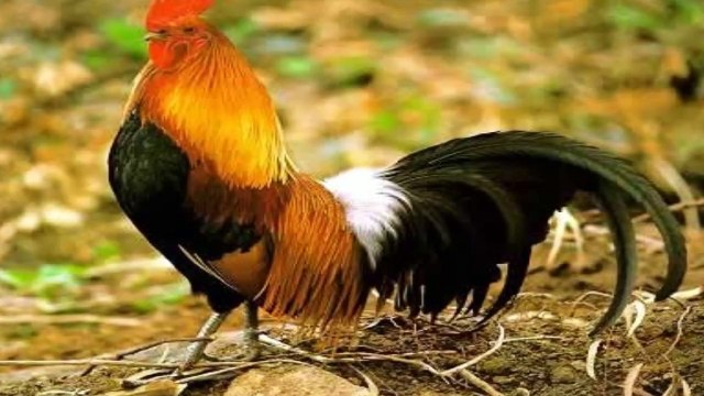 25 MAIORES CURIOSIDADES DO MUNDO EPISODIO 15