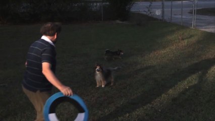Collie Epically Fails At Frisbee