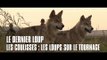 Le dernier loup - Les coulisses : les loups sur le tournage