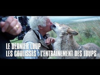 Le dernier loup - Les coulisses : l'entraînement des loups