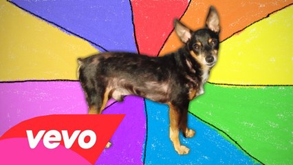 DEIXEI A CÂMERA COM MEU CACHORRO E OLHA NO QUE DEU!