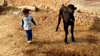 A Child Playing with Baffalow Child