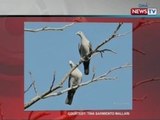 SONA: Birdwatching trips, isinusulong ng  Wild Bird Club of the Philippines