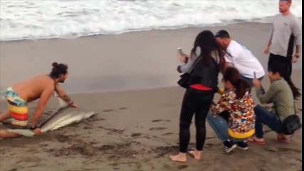 ESTÚPIDOS SUJETOS sacan a un pequeño tiburón del mar para tomarse fotos