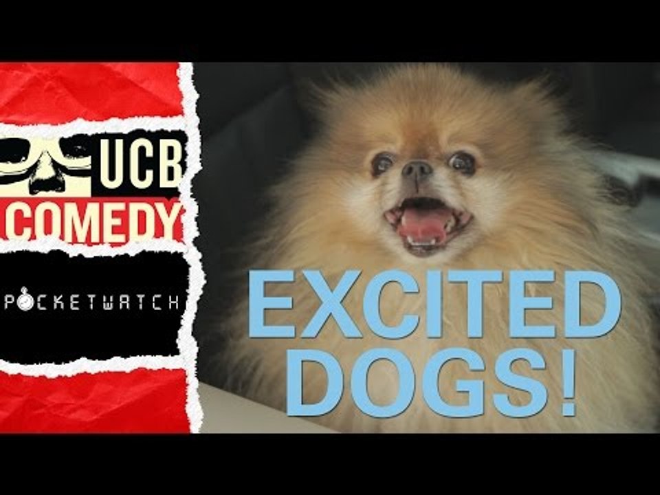 Dogs So Excited at the Holidays They Explode! | by Pocketwatch
