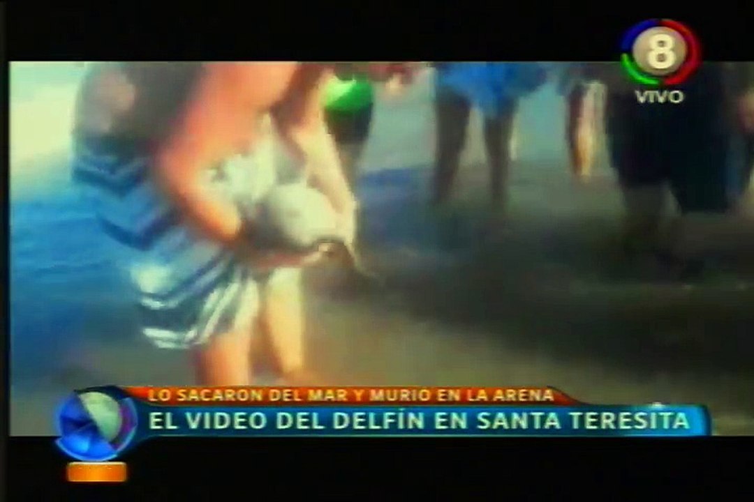 ESTÚPIDO SUJETO sacó a un delfín bebé del mar para tomarse una selfie y lo terminó MATANDO