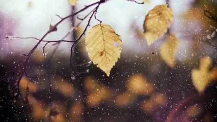 飯田祐巳の冬っぽい動画集★EDIUS-フリー素材サンプル動画-「雪(小)」