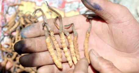 Ölü Tırtılın Kafasında Yetişen Mantarı Yemek İçin Servet Ödüyorlar