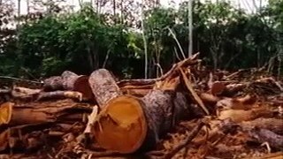 Deforestation Effects Worst