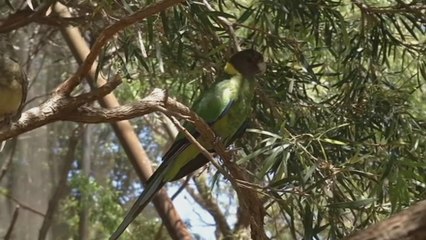 Pájaros con alas más largas por el cambio climático