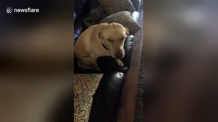 Dog looks extremely guilty after eating owner's thawing dinner