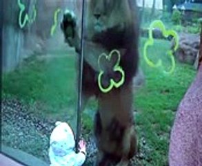 Lion  attack baby at zoo - Hunger Lion