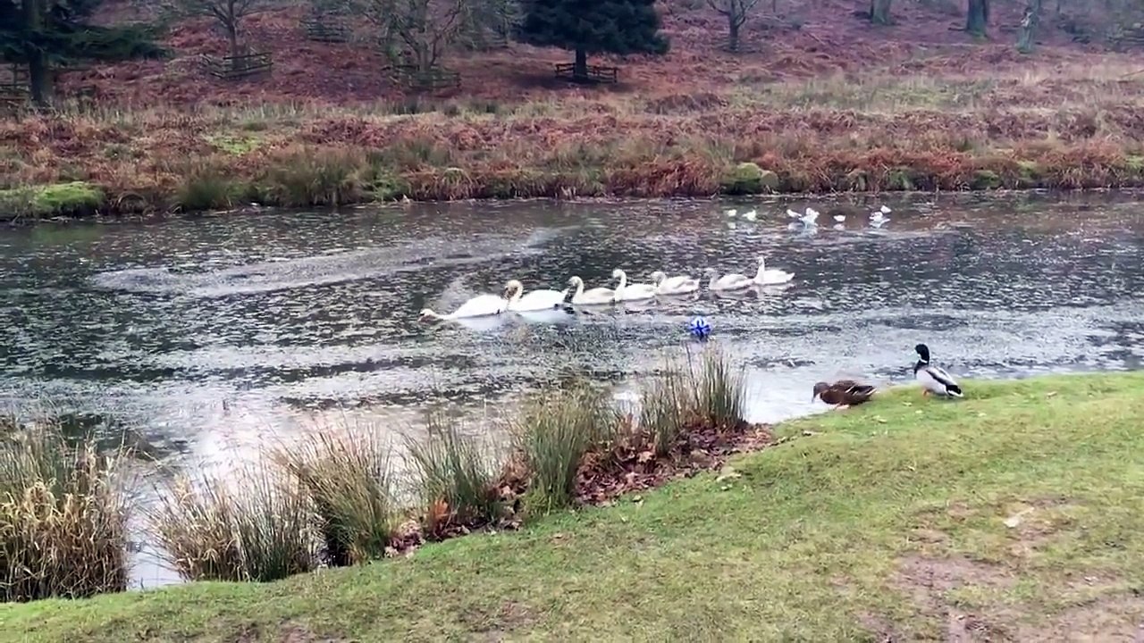 Un cygne fait le brise-glace pour sa famille