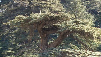 Lebanon launches campaign to save the Cedar tree