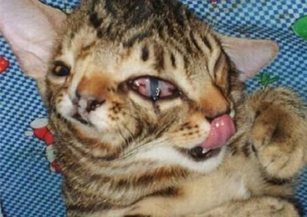 My Dog Eats My Cat - DoggyMan