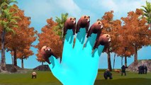 3D Bear Animal Finger Family Rhymes | Top 10 Animated Animal Finger Family Rhymes