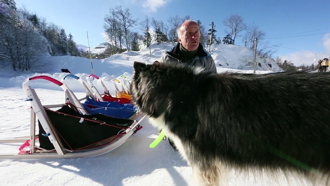 On a testé pour vous : une balade en chiens de traîneau dans les Pyrénées