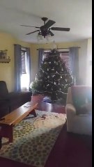 Pas besoin de sac à sapin quand t'as un cerf à la maison...