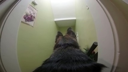 Il fixe une gopro sur son chien pour voir ce qu'il fait la journée quand il n'est pas là