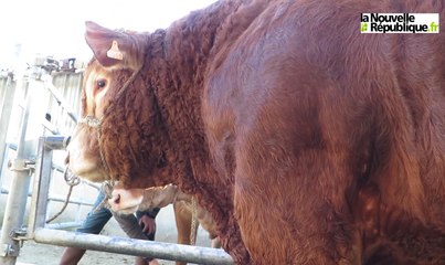 VIDEO. Joe le taureau, bête de concours de l'Indre et de la Creuse