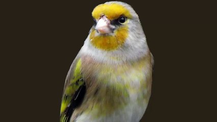 The BEST canary mule Goldfinch training song 50min