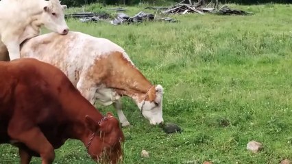 Vaches vs Tortue
