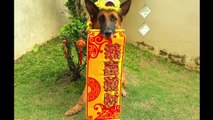 Acrobatic dog celebrates Chinese New Year