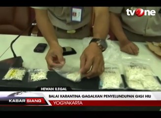 Balai Karantina Gagalkan Penyelundupan Gigi Hiu Ilegal