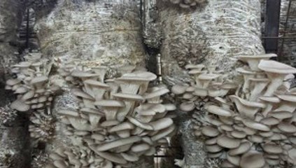 "Son Umut" Diye Başladıkları İşte Siparişlere Yetişemiyorlar