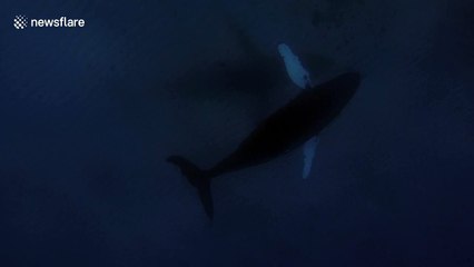 Humpback whale 'sings' below boat