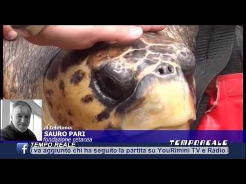 Si abbassa la temperatura dell'Adriatico. Spiaggiamenti in serie di tartarughe