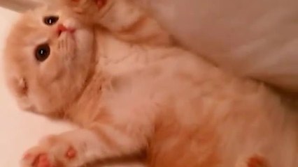 Cutest kitten alive enjoys precious playtime