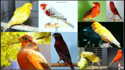 Canto para esquentar belga frio