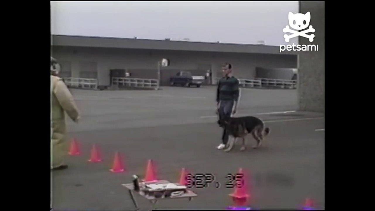 Police dog training blooper