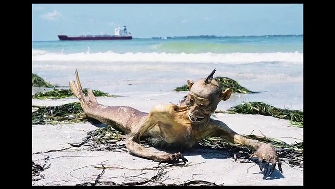 Real Mermaid Found On Beach After Tusnami Clear Video video Dailymotion