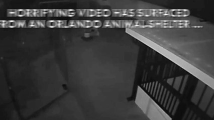 Un homme balance son chien avant de le claquer par terre