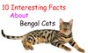 10 Interesting Facts About Bengal Cats