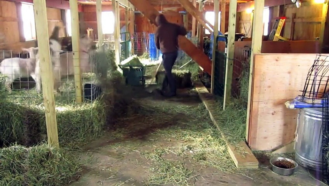 En plein nettoyage dans ce fermier laisse son balai et se laisse aller à une danse au milieu des chèvres