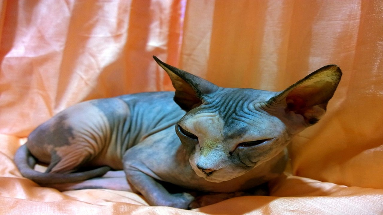10 Interesting Sphynx cat facts