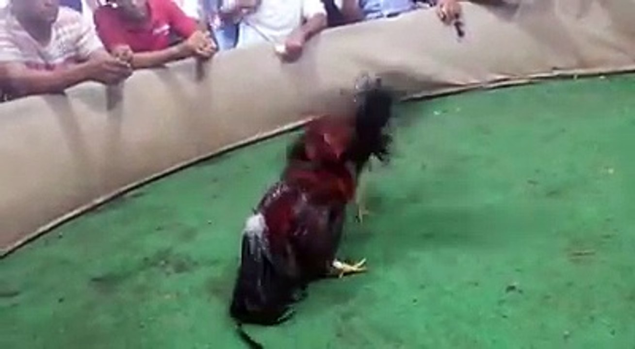 Cinta Blanca Hijo De La Escopeta en Tenares.