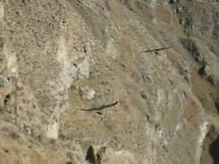 Vol de condors