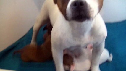 29ème vidéo Chiots de la 27ème portée de STAFFORDLAND