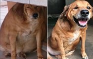 O cachorro mais gordo do Brasil  NÃO PARA DE ENGORADAR